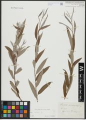 Foto von Salix alba L.